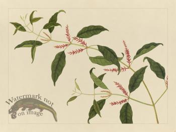 Andalas Botanicals 21